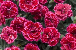 Dianthus 'Black Cherry Frost' NEW 2022